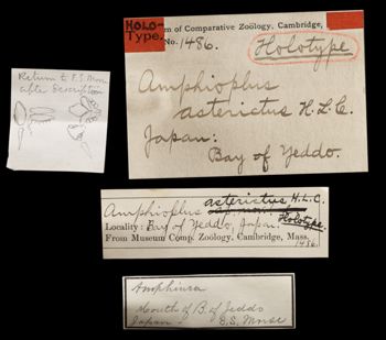 Media type: image;   Invertebrate Zoology OPH-1486 Aspect: labels